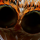 Imagen para el artículo titulado Fotografías macroscópicas tan nítidas que parecen irreales